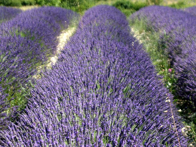 lavendel